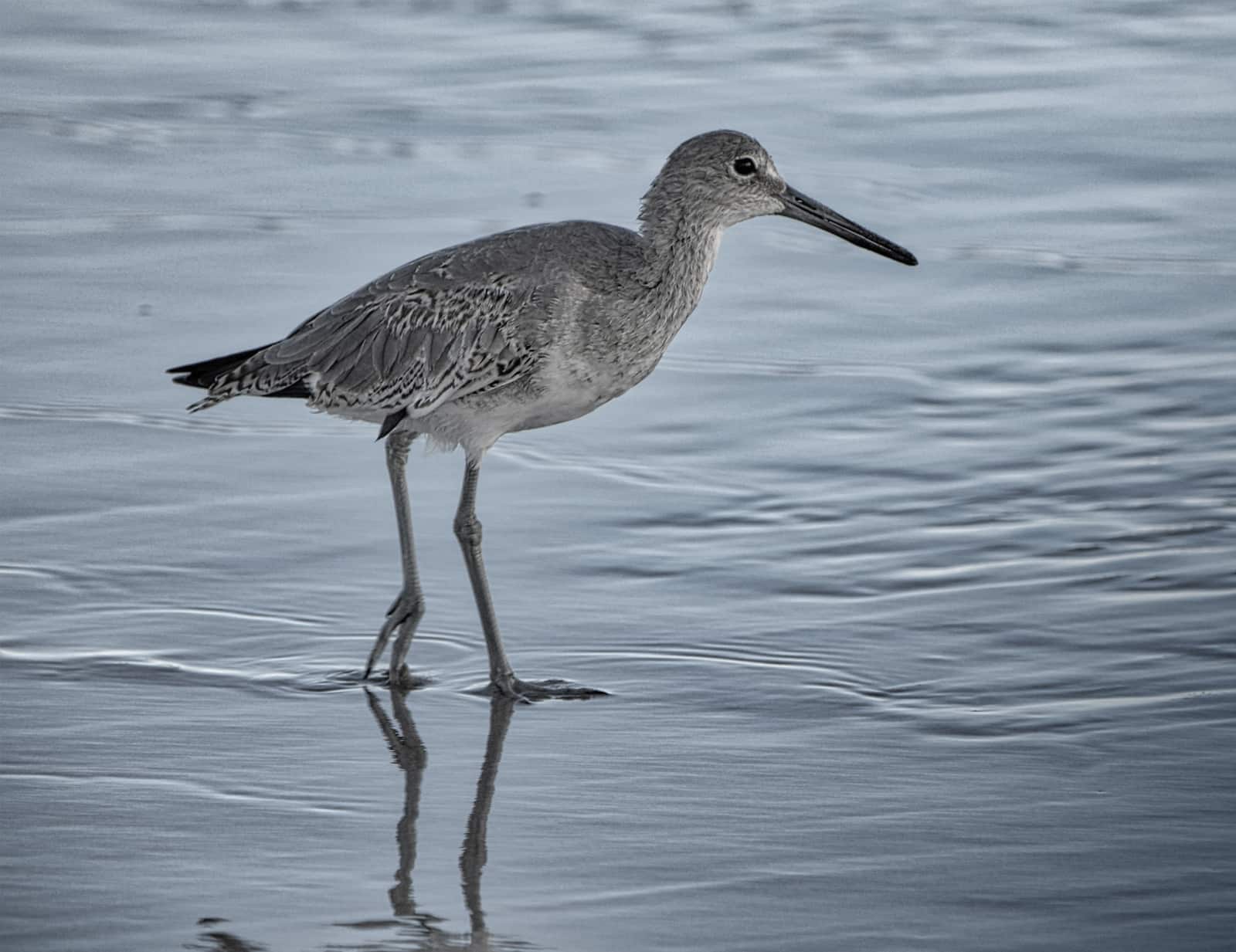 Robert Frost's Sandpiper Comprehension Tasks