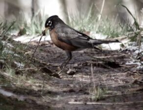 A Bird Came Down the Walk Quotations