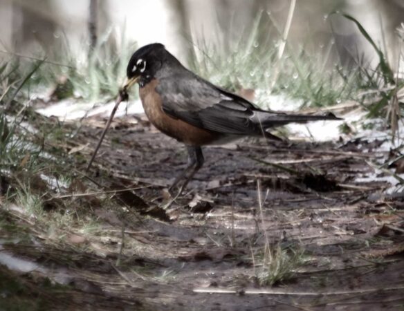 A Bird Came Down The Walk