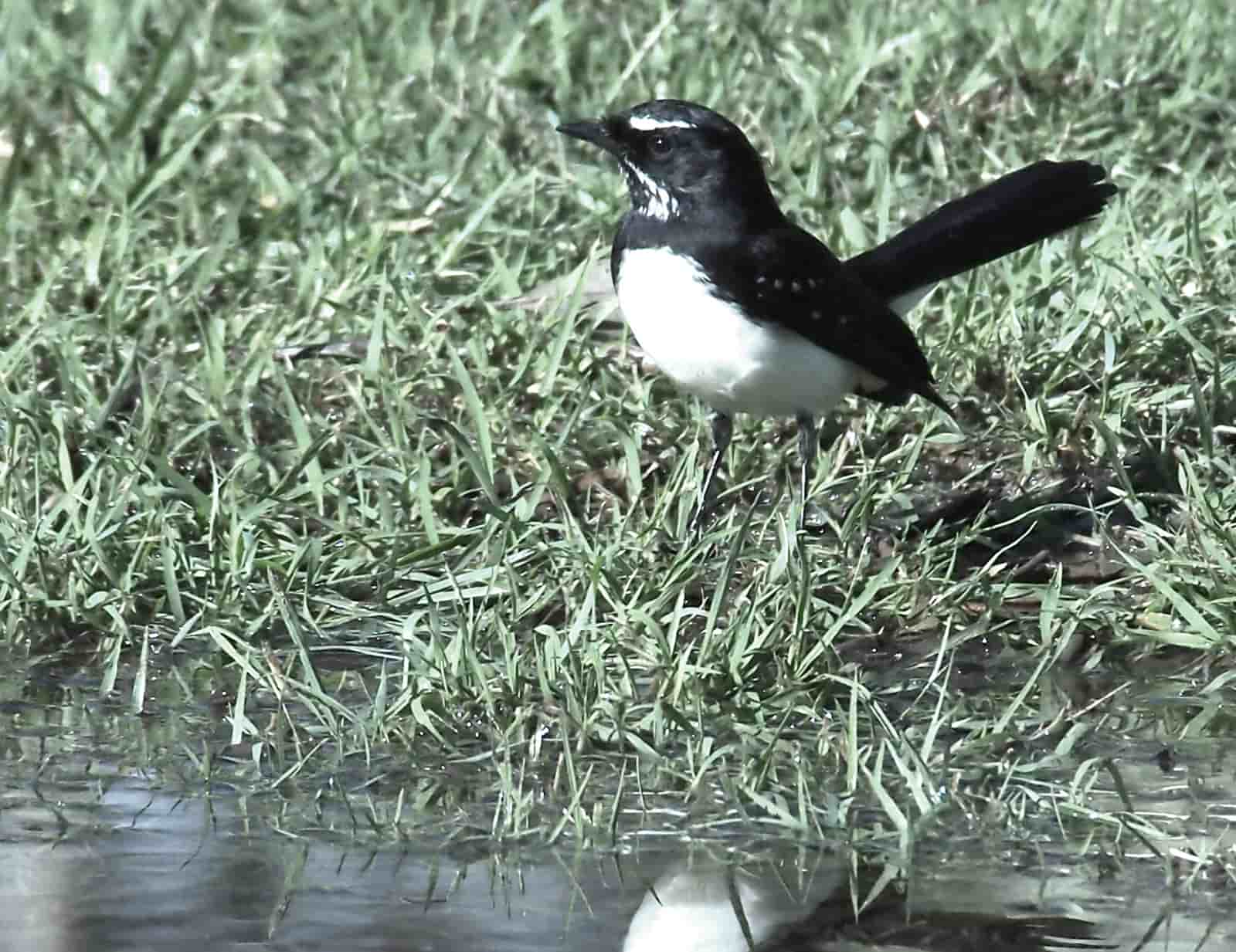 Thomas Hardy Wagtail and Baby Comprehension