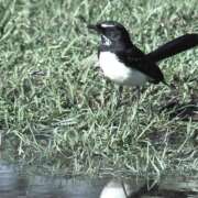 Thomas Hardy Wagtail and Baby Comprehension