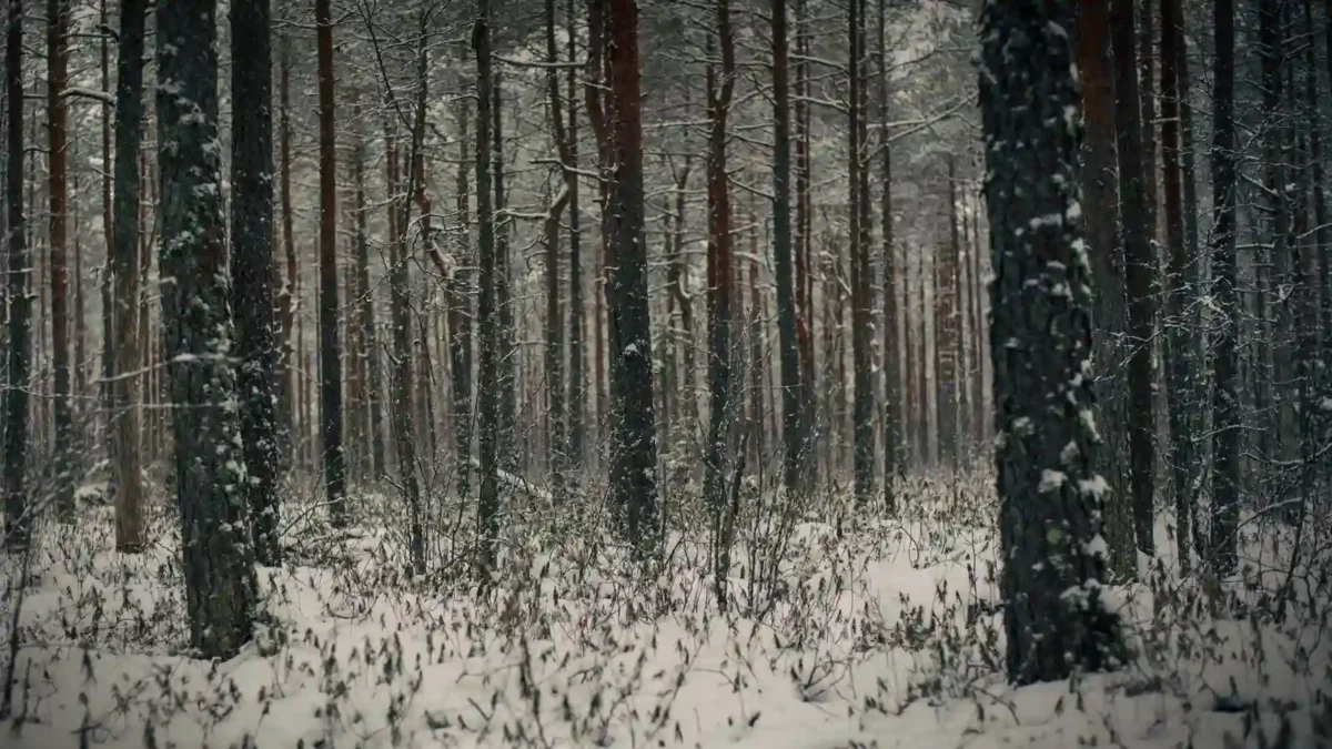 dark and snowy woods