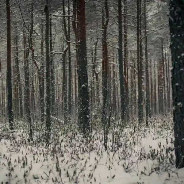 dark and snowy woods