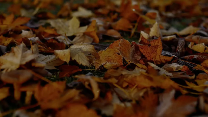 gathering leaves