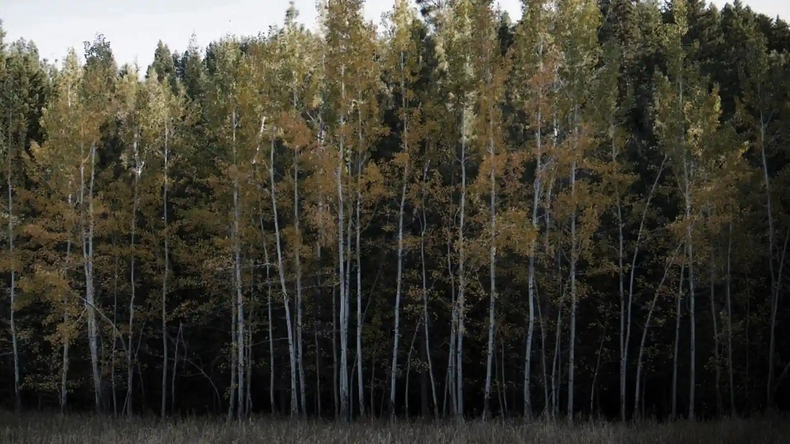 going into my own woods