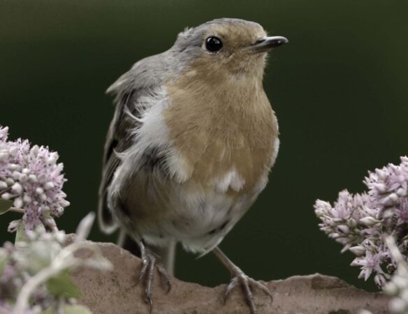 How to Use Quotations Guide